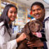 Veterinary courses